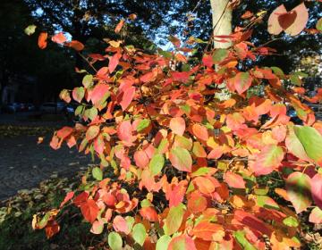 3. Musikalischer Kaiserherbst
